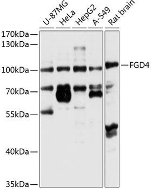 Cell Biology Antibodies 12 Anti-FGD4 Antibody CAB8596