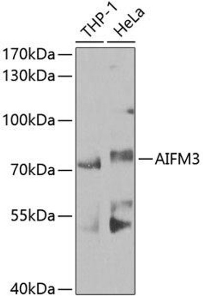 Cell Death Antibodies 2 Anti-AIFM3 Antibody CAB8597