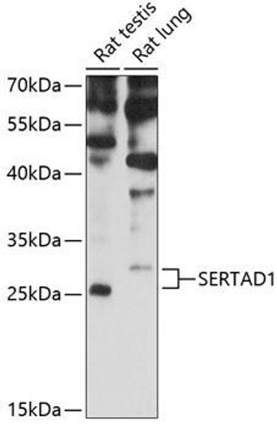 Epigenetics and Nuclear Signaling Antibodies 4 Anti-SERTAD1 Antibody CAB8621