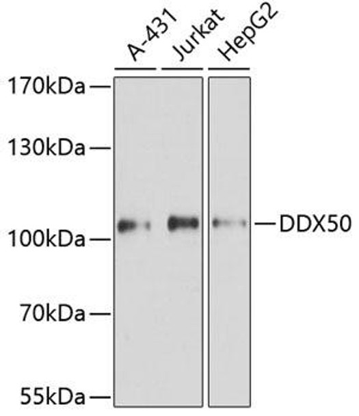 Epigenetics and Nuclear Signaling Antibodies 4 Anti-DDX50 Antibody CAB8628