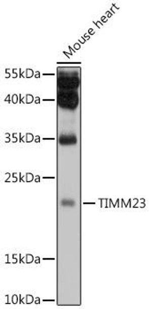 Cell Biology Antibodies 12 Anti-TIMM23 Antibody CAB8688