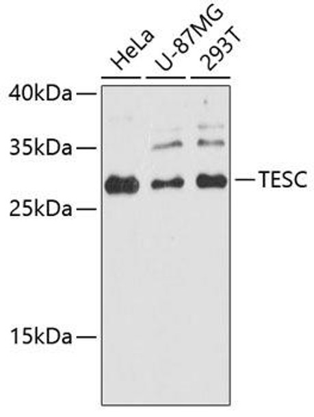 Developmental Biology Anti-TESC Antibody CAB8689