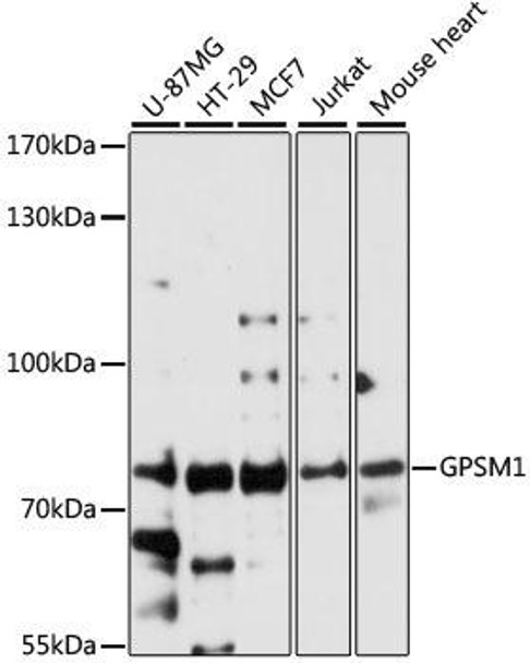 Developmental Biology Anti-GPSM1 Antibody CAB8713