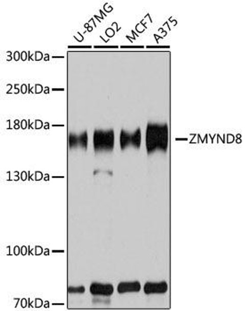 KO Validated Antibodies 1 Anti-ZMYND8 Antibody CAB8737KO Validated