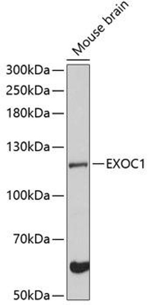 Immunology Antibodies 3 Anti-EXOC1 Antibody CAB8749