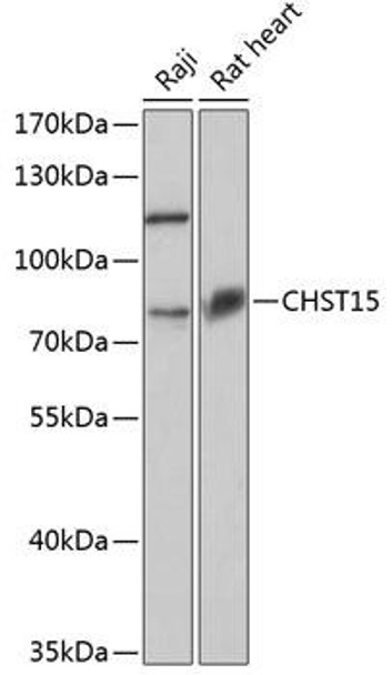 Cell Biology Antibodies 12 Anti-CHST15 Antibody CAB8984