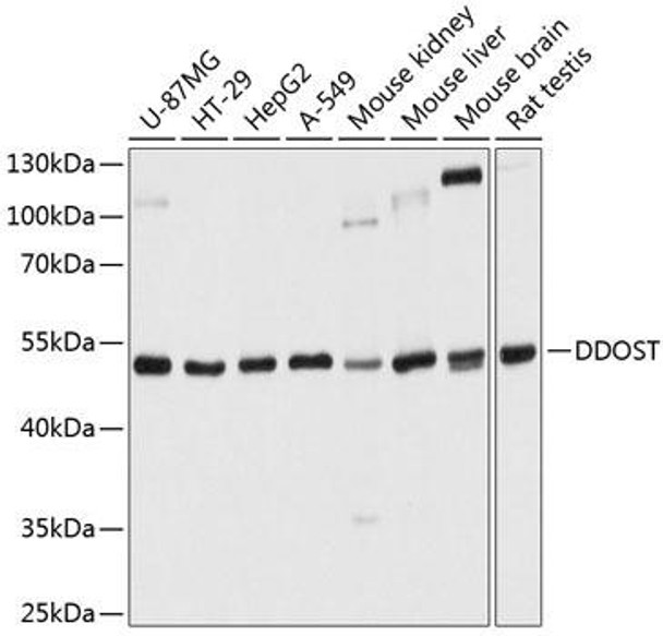 Cell Biology Antibodies 12 Anti-DDOST Antibody CAB9056