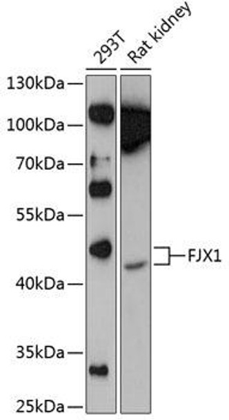 Cell Biology Antibodies 12 Anti-FJX1 Antibody CAB9268
