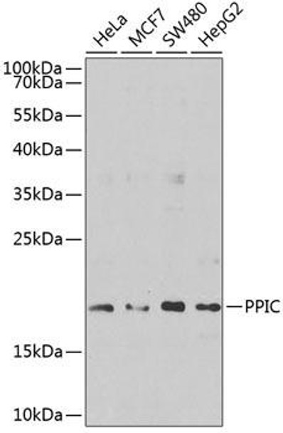 Cell Biology Antibodies 12 Anti-PPIC Antibody CAB9837