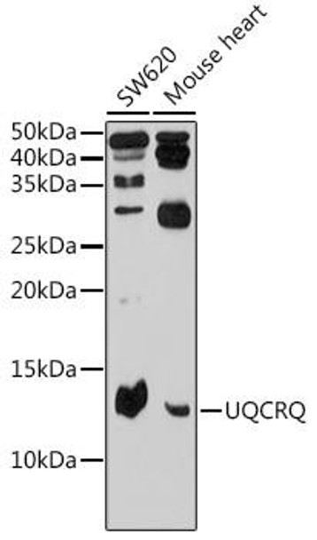 Cell Biology Antibodies 12 Anti-UQCRQ Antibody CAB9872