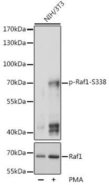 Cell Biology Antibodies 16 Anti-Phospho-RAF1-S338 Antibody CABP0498