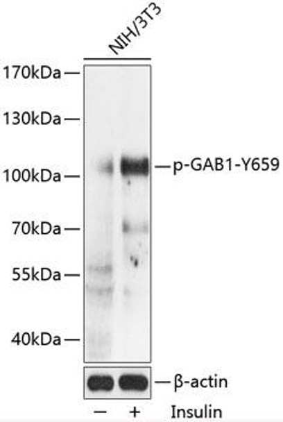 Cell Biology Antibodies 16 Anti-Phospho-GAB1-Y659 pAb Antibody CABP0774