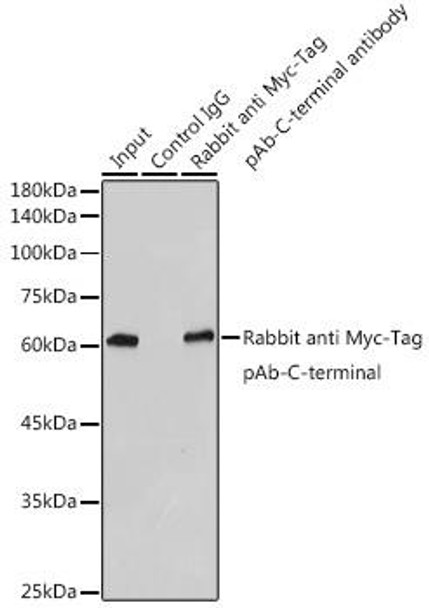 Protein Tags Anti-Rabbit anti Myc-Tag Polyclonal Antibody-C-terminal CABE009
