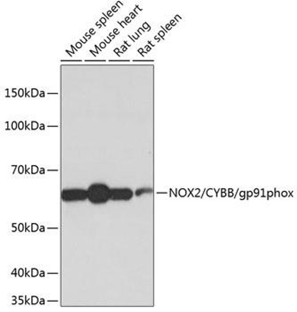 Cell Biology Antibodies 16 Anti-NOX2/CYBB/gp91phox Antibody CAB19701