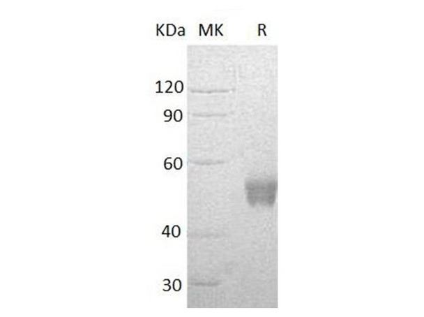 Human NCR3/NKp30 Recombinant Protein (RPES0097)