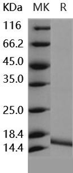 Human IL36G/IL1F9 Recombinant Protein (RPES0256)