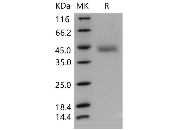 Mouse OMGP/OMG Recombinant Protein (RPES0273)