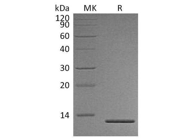 Human Persephin/PSPN Recombinant Protein (RPES0574)