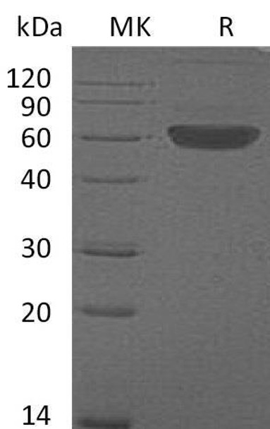 Mouse FLT3LG/Flt3 Ligand Recombinant Protein (RPES0756)