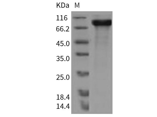 Rat HER4/ErbB4 Recombinant Protein (RPES0856)