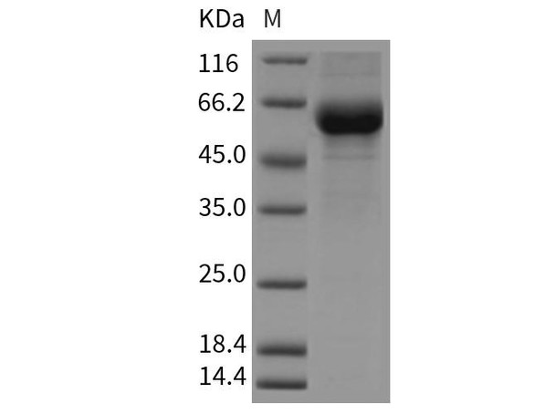 Mouse CREG/CREG1 Recombinant Protein (RPES0974)