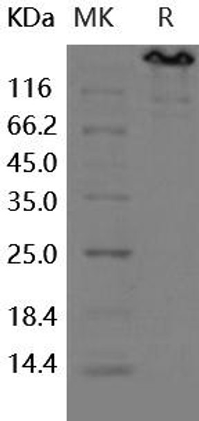Human Contactin 3/CNTN3 Recombinant Protein (RPES0984)