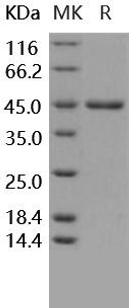 Rhesus/Canine BMP-2 Recombinant Protein (RPES1004)