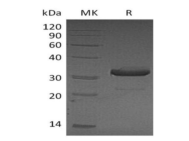 Mouse IgG3-Fc Recombinant Protein (RPES1552)