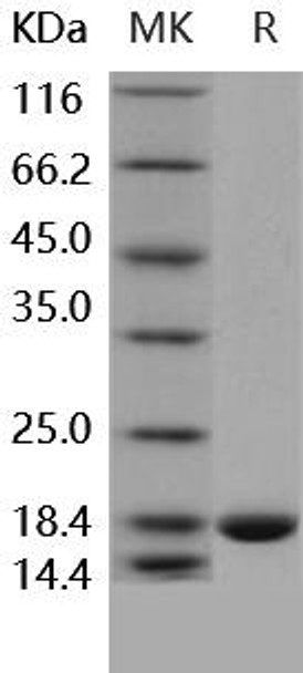 Human IL36G/IL1F9 Recombinant Protein (RPES1736)