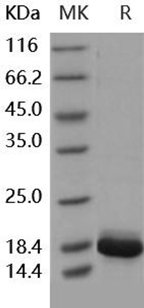 Human IL36G/IL1F9 Recombinant Protein (RPES1756)