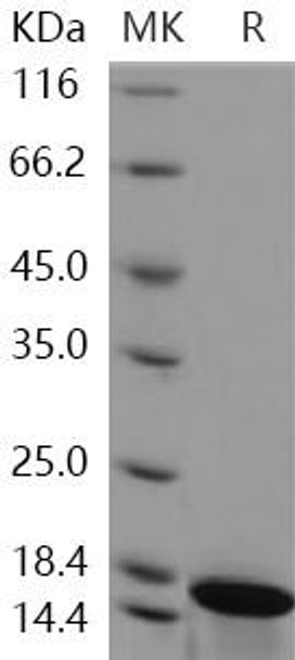 HIST2H2BE Recombinant Protein (RPES1815)