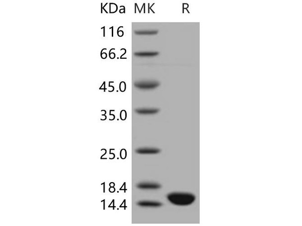 Human ISG15/G1P2 Recombinant Protein (RPES1971)