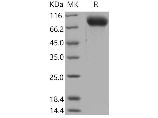 Mouse ICAM/CD54 Recombinant Protein (RPES2163)