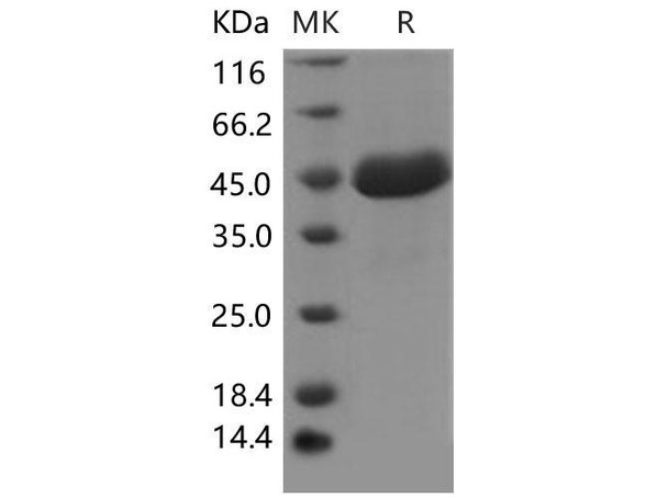 Mouse SPARCL1/SPARC-like 1 Recombinant Protein (RPES2313)