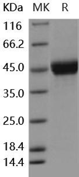 Human CD14 Recombinant Protein (RPES2324)