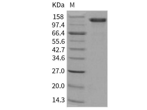 Human CD31/PECAM1 Recombinant Protein (RPES2453)