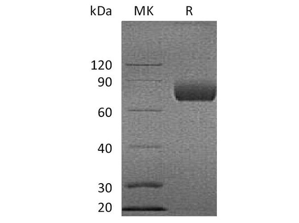 Cynomolgus B7/CD80 Recombinant Protein (RPES2654)