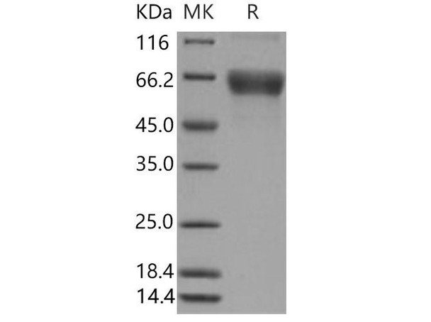 Mouse CD80/B7 Recombinant Protein (RPES2690)