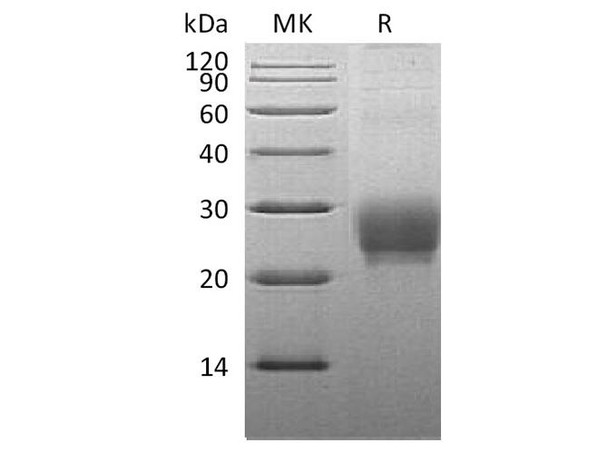 Cynomolgus TNFSF4/OX40L Recombinant Protein (RPES2857)