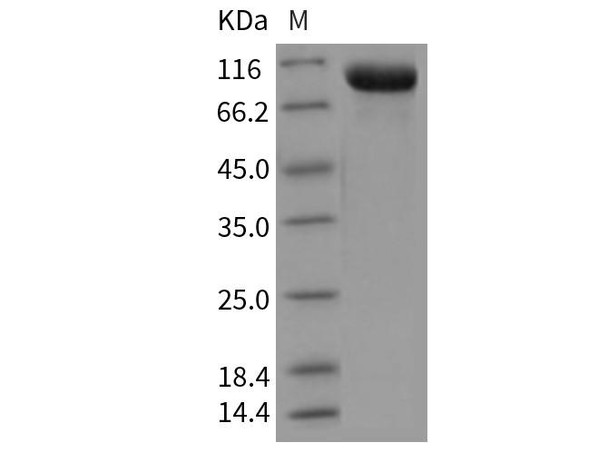 Mouse Tie2/CD202b Recombinant Protein (RPES2905)