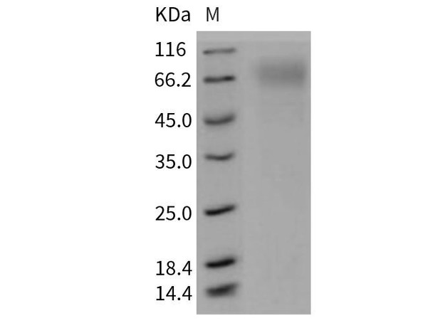 Mouse SR-BI/CD36L1 Recombinant Protein (RPES2926)