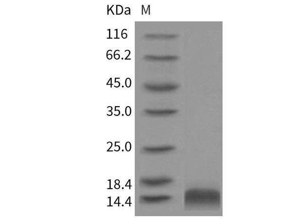 Rat CCL4/MIP1B Recombinant Protein (RPES2980)