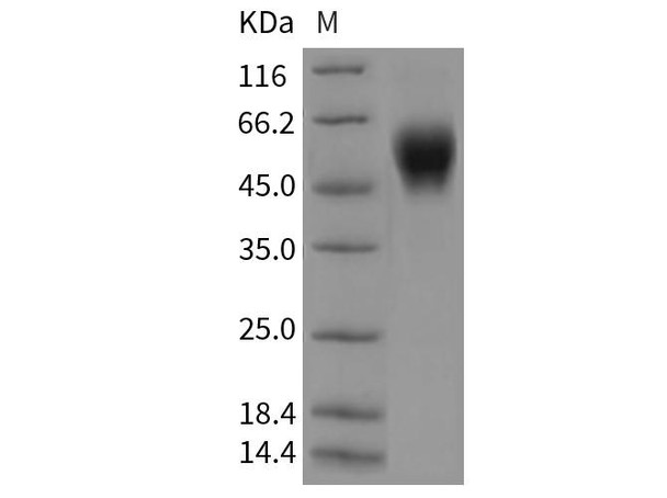 Mouse LAIR1 Recombinant Protein (RPES3120)