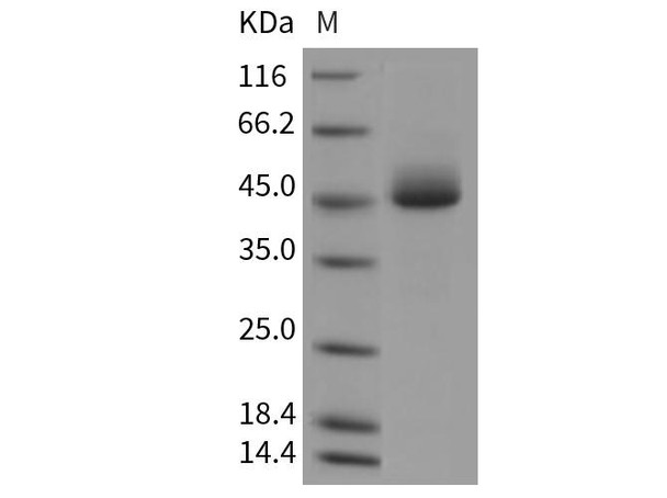 Mouse ACPP Recombinant Protein (RPES3141)