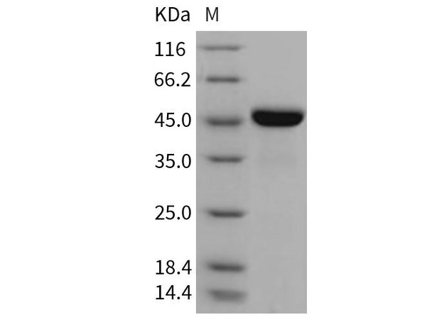 Mouse LRPAP1/A2MRAP Recombinant Protein (RPES3162)