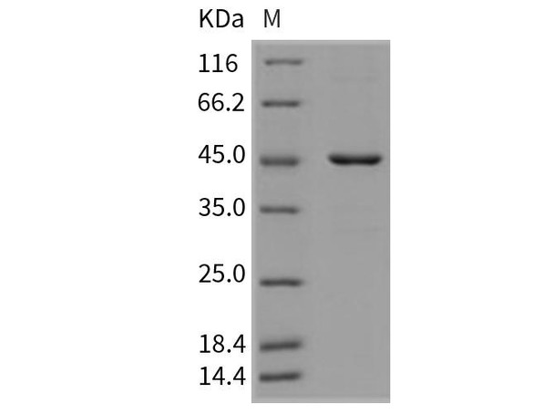 Mouse HDAC8/HDACL1 Recombinant Protein (RPES3279)