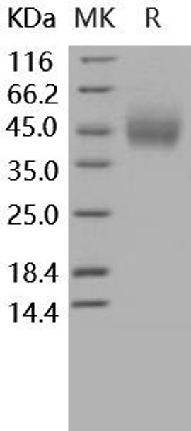 Human CD89/FCAR Recombinant Protein (RPES3376)