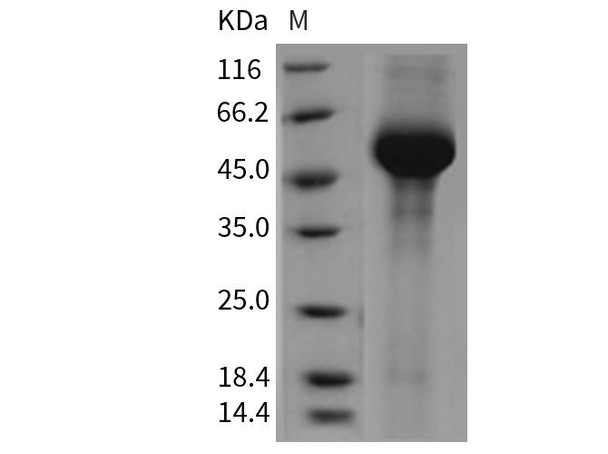 Mouse alpha-Galactosidase A Recombinant Protein (RPES3458)