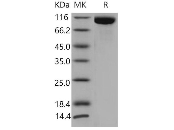 Mouse TLR3/CD283 Recombinant Protein (RPES3549)