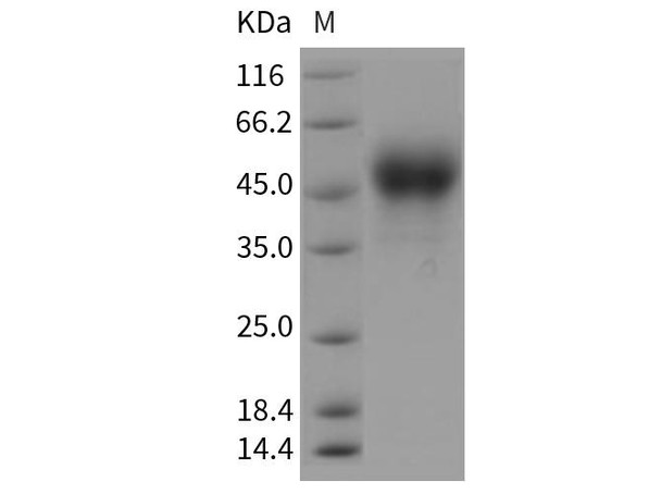 Rat Tissue Factor/CD142 Recombinant Protein (RPES3602)